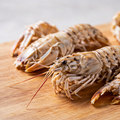 Giant Mantis Shrimp