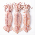 Premium Squid